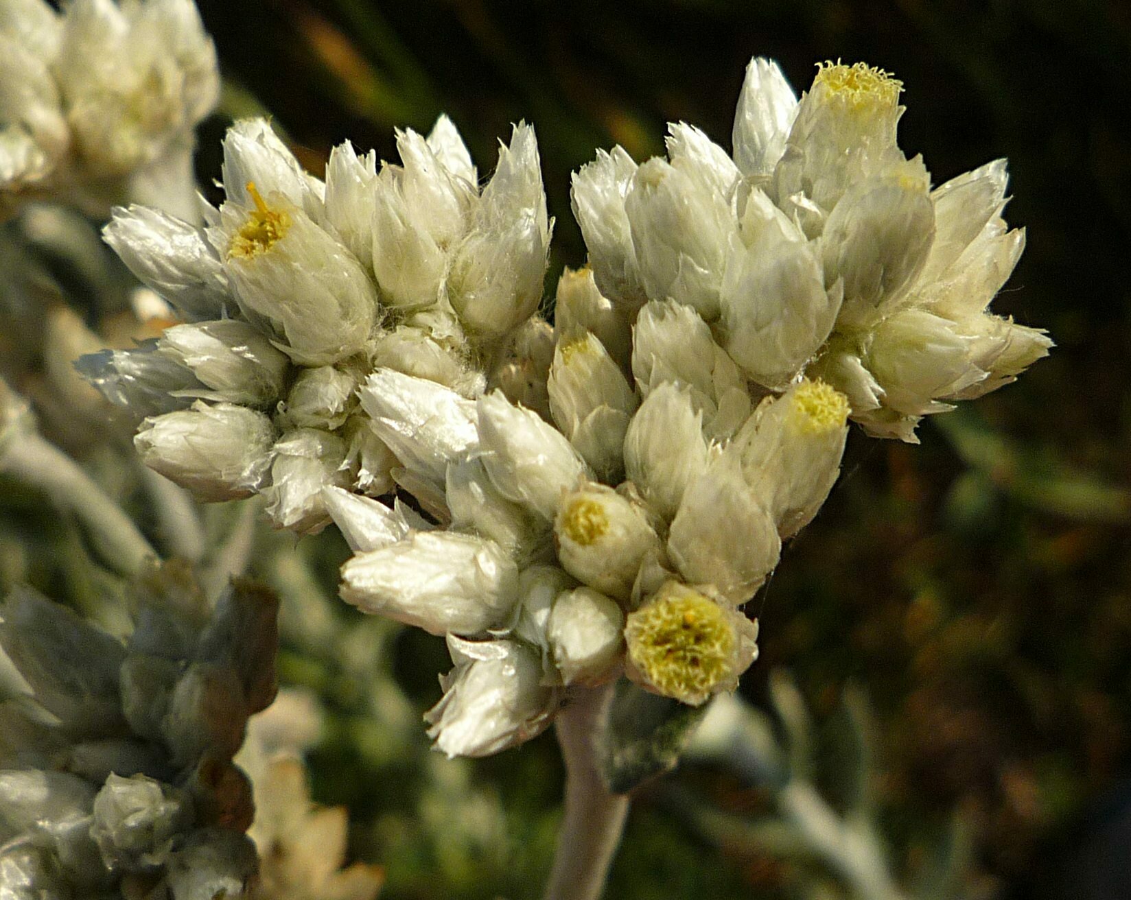 High Resolution Pseudognaphalium beneolens Flower